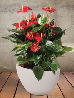 https://www.pinterest.ru
