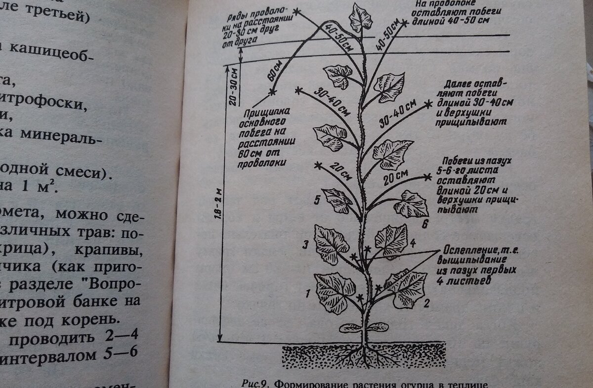 Формирование огурца в теплице. Формировка огурца в теплице. Схема формирования огурцов. Схема формирования огурцов в теплице.