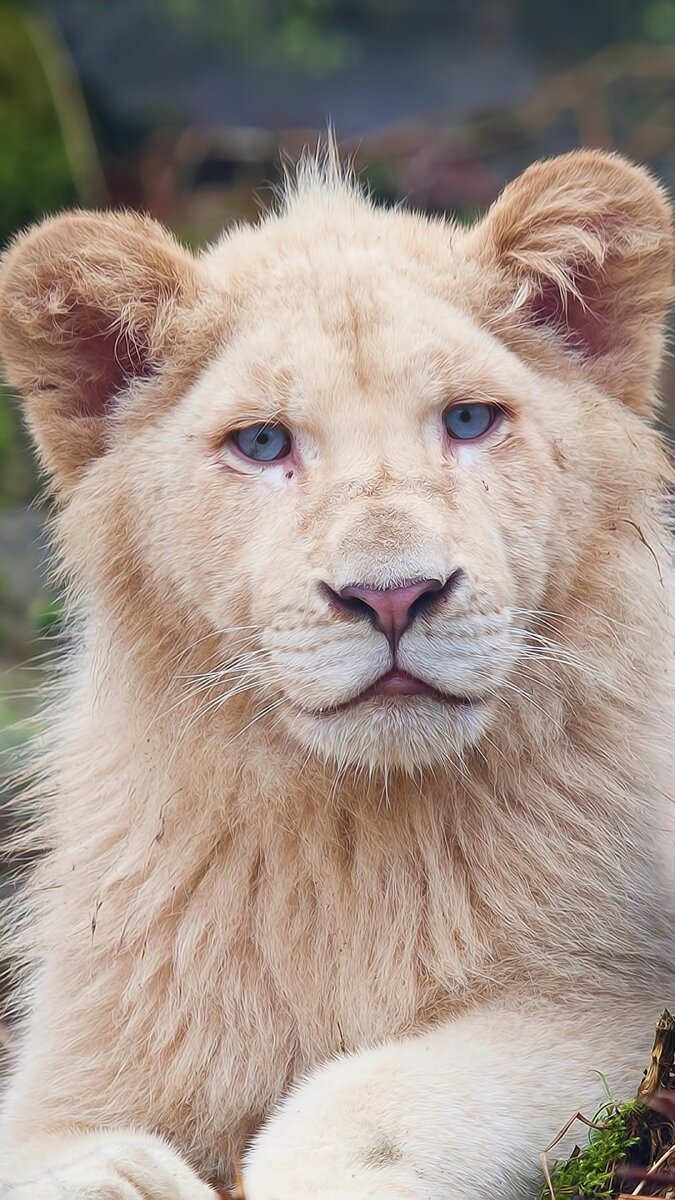 Белого льва и льва-альбиноса можно отличить по цвету глаз