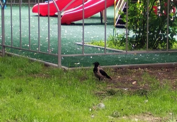 Блюстительница порядка