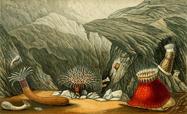 От Actinologia Britannica от Филиппа Генри Госсе