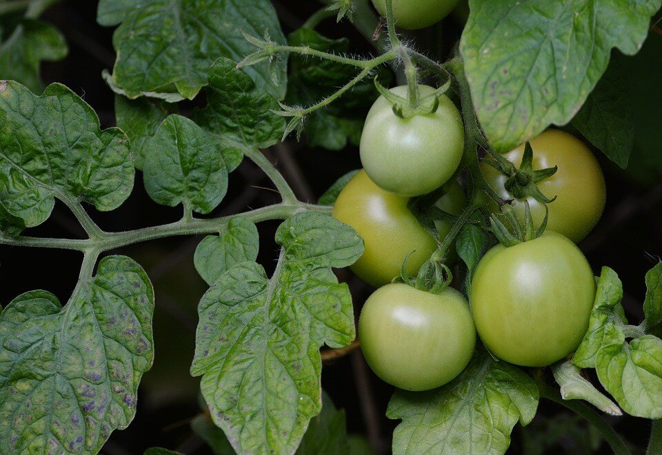 Зеленые помидоры на зиму - простой рецепт в банках с фото (+8 рецептов)