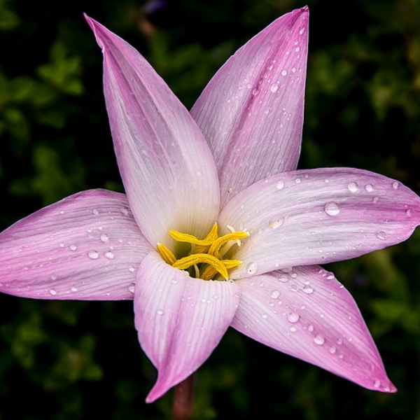 https://pixabay.com/photos/rain-lily-zephyranthes-grandiflora-1164174/