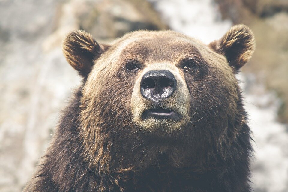 https://cdn.pixabay.com/photo/2014/08/21/09/28/brown-bear-423202_960_720.jpg