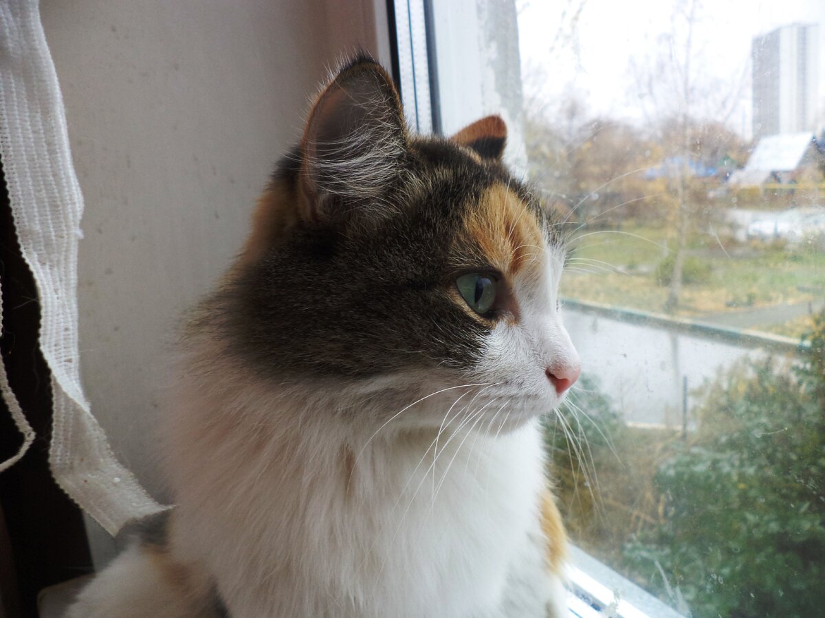 Цвета: "Мой дом и мой двор. А этажи я не путаю!" 