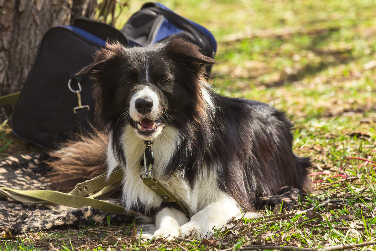 Сай наблюдает за происходящим.