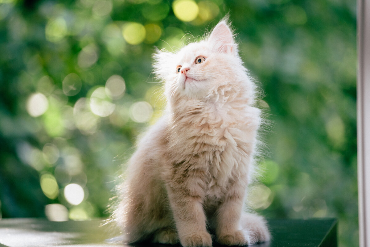 ТОП-10 любопытных фактов о кошках, которые заставят Вас полюбить их еще больше