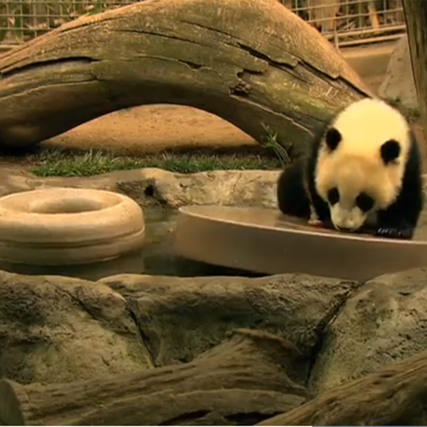 Юнза с новыми игрушками