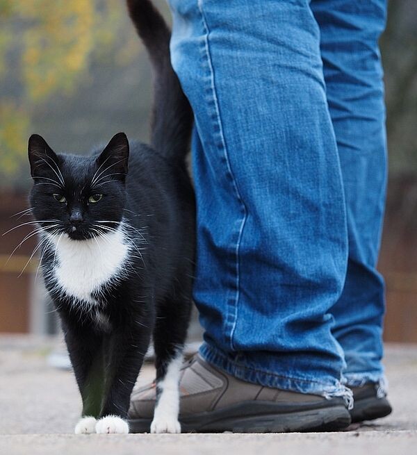 https://www.google.ru/url?sa=i&source=images&cd=&ved=2ahUKEwjWybSbrq_lAhWR1aYKHU-rAOIQjRx6BAgBEAQ&url=https%3A%2F%2Fcatandcat.su%2Fcats%2Fchto-esli-kot-tretsya-ob-nogi&psig=AOvVaw2yvX3H0gg2KZ5USGG40TMB&ust=1571816299301840