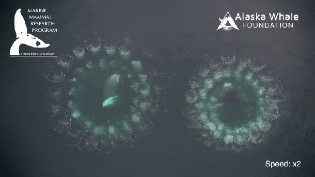 Программа исследований морских млекопитающих, Гавайский университет