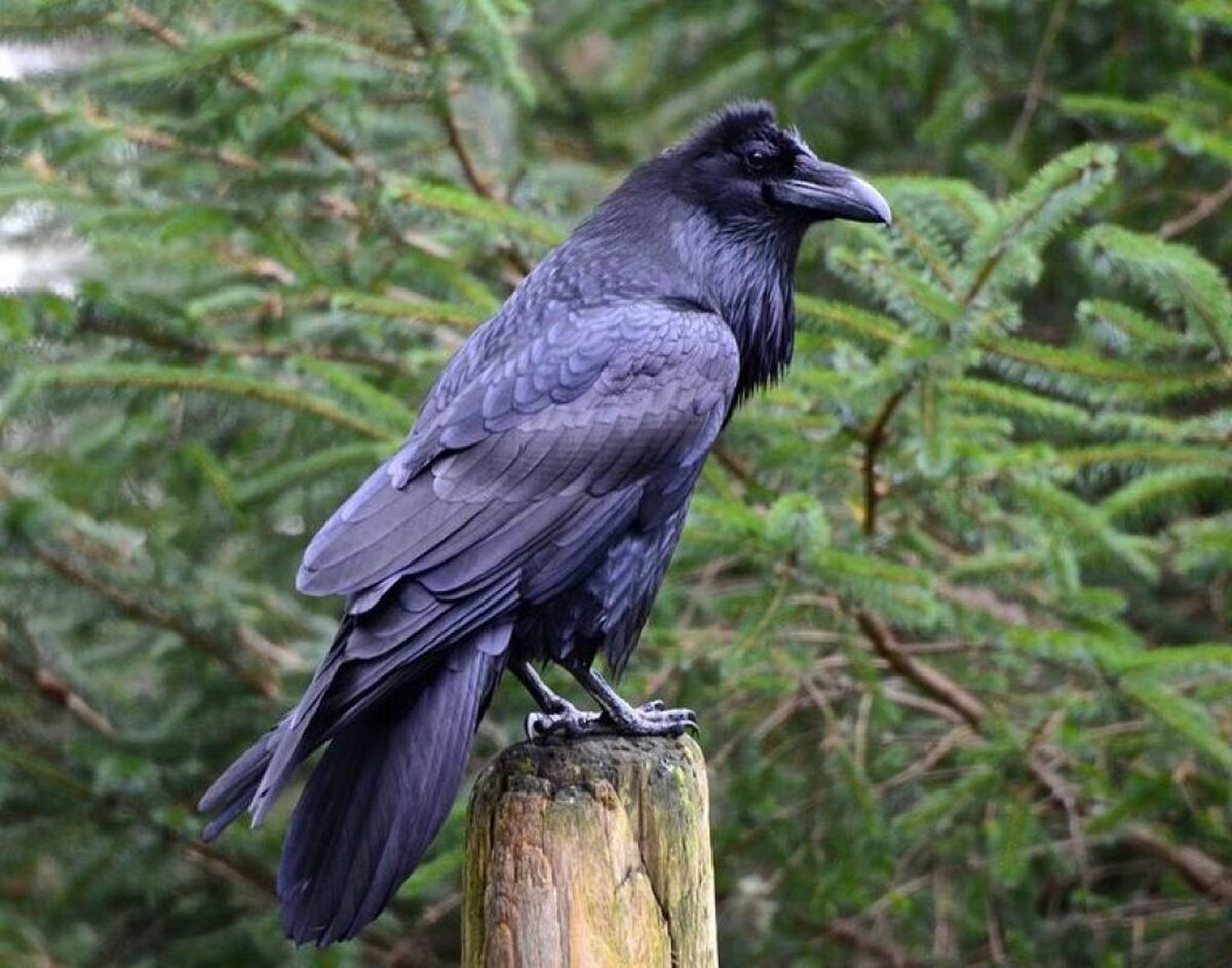 Лесной грач. Галка обыкновенная ‒ Corvus monedula. Ворониха самка ворона. Самка ворона фото. Ворон Галка и Грач отличия.