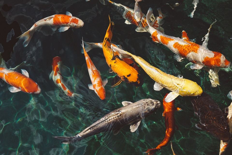  https://pixabay.com/ru/photos/koi-%D1%80%D1%8B%D0%B1%D1%8B-%D0%B6%D0%B8%D0%B2%D0%BE%D1%82%D0%BD%D1%8B%D0%B5-%D1%80%D1%8B%D0%B1%D1%8B-%D0%BF%D0%BB%D0%B0%D0%B2%D0%B0%D0%BD%D0%B8%D0%B5-1868779/
