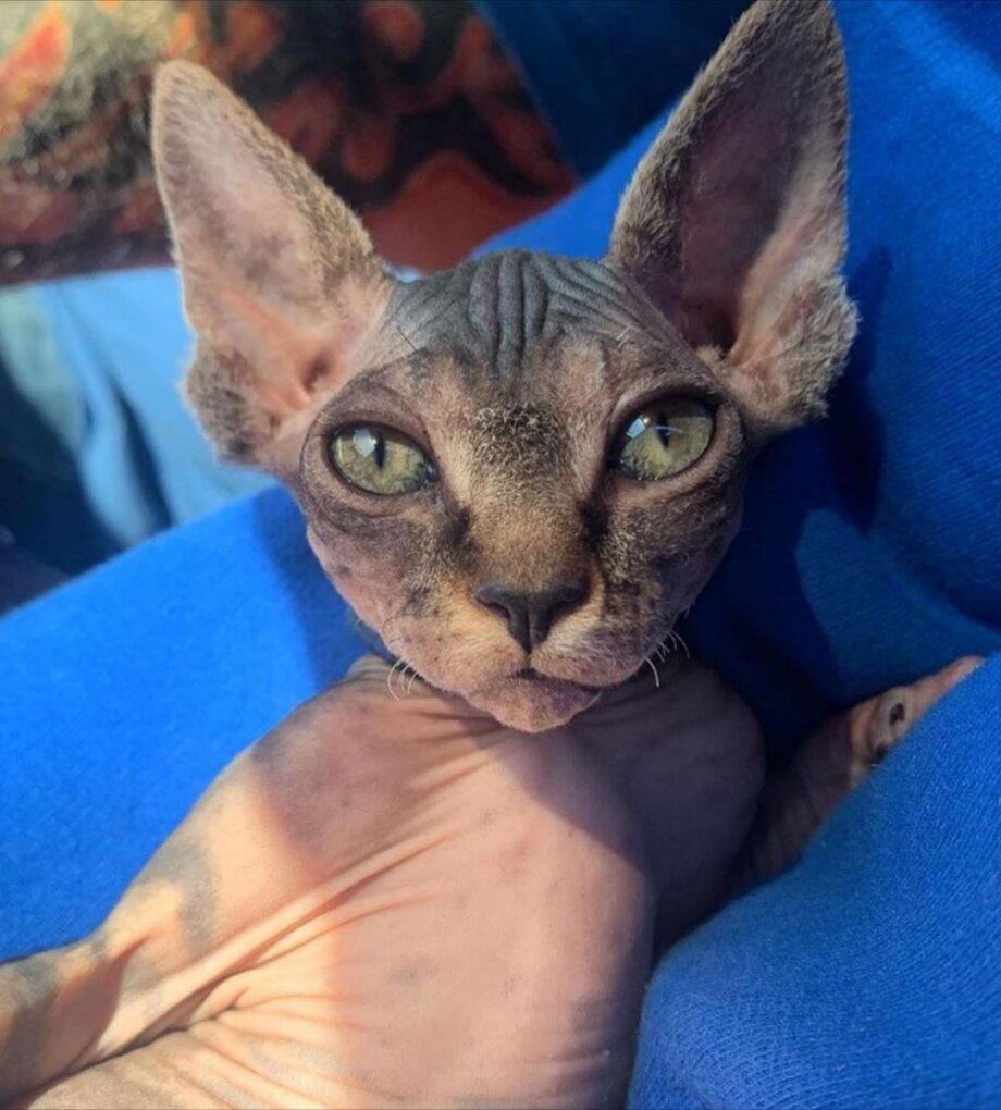 Фото из профиля в инстаграм @sphynx_mania