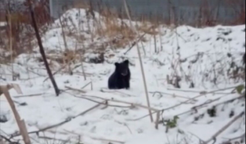 Кадры из видео очевидца