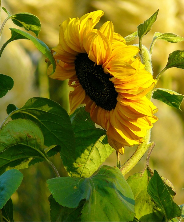  Источник: Pixabay.com. Пользователь: cocoparisienne