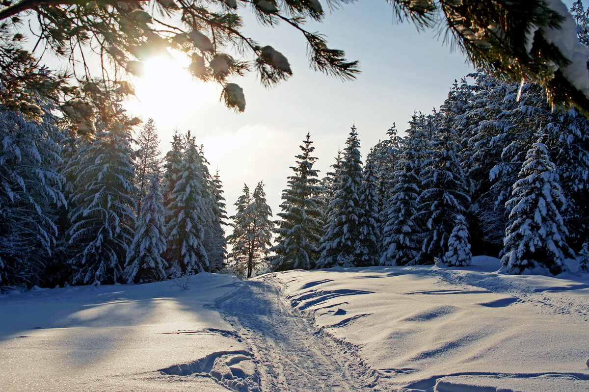  https://s1.1zoom.ru/big3/413/Winter_Trail_Fir_Snow_439123.jpg
