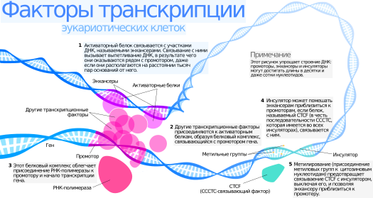 https://upload.wikimedia.org/wikipedia/commons/thumb/7/77/Transcription_Factors-ru.svg/525px-Transcription_Factors-ru.svg.png