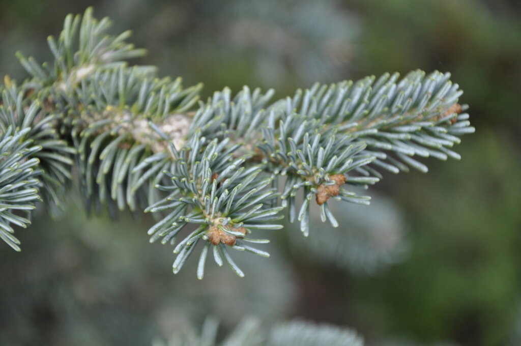 Пихта аризонская (Abies arizonica)