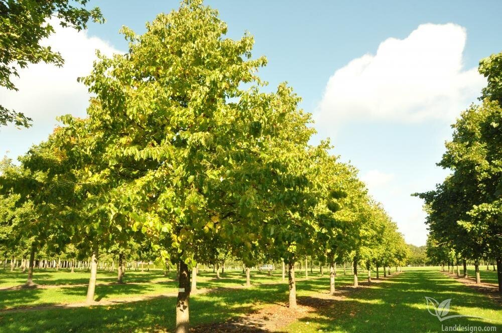 Картинка взята в открытом источнике yandex.ru