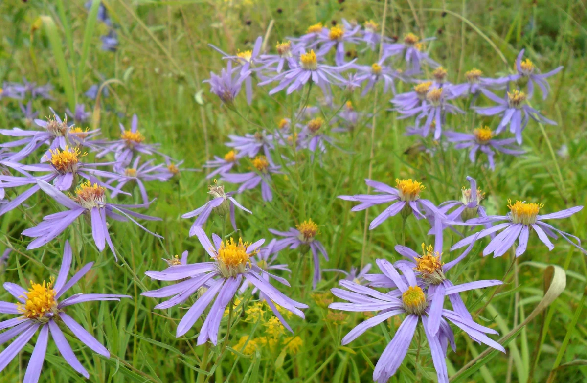 Астра Звездчатая