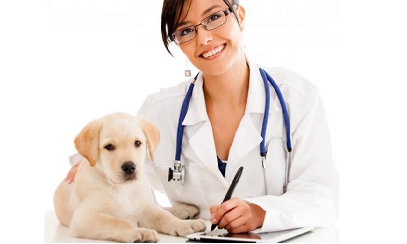 ветеринарный врач и собака на приеме