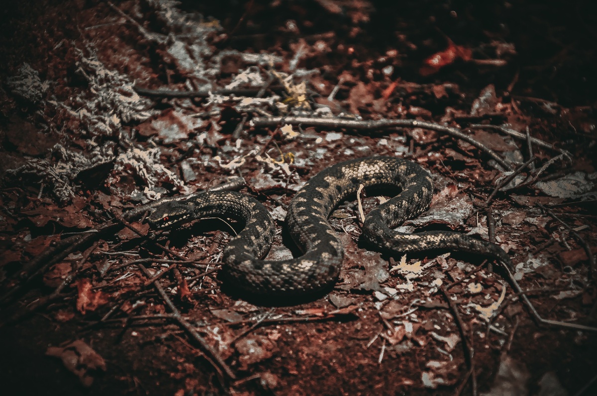 photo by https://unsplash.com/@dermatz_fotografie