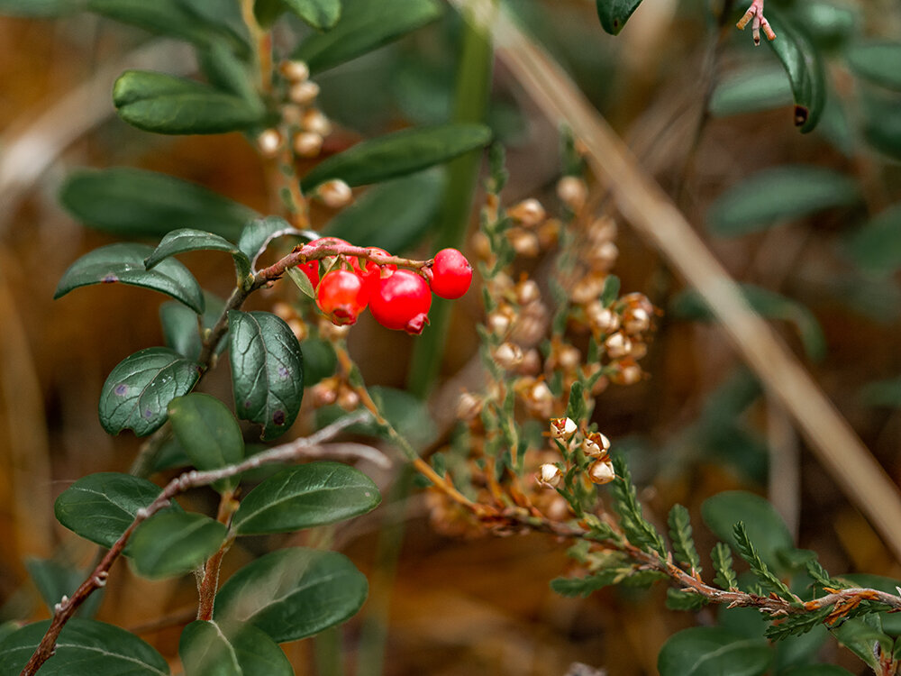 осненский район, недалеко от поселка Малукса // Листайте галерею ->