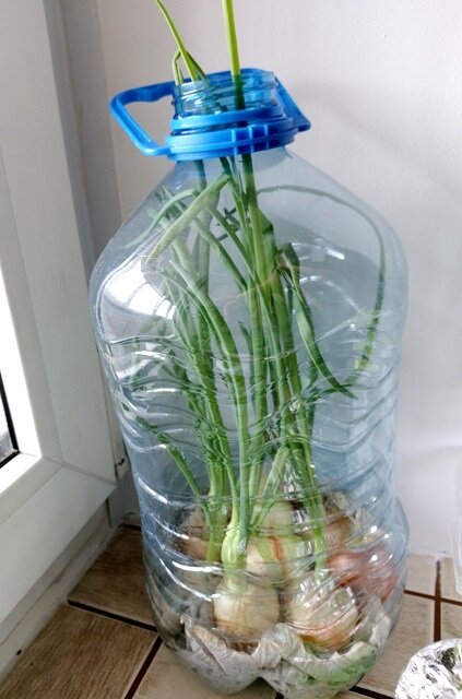 Простой способ выращивания зелёного лука в пластиковой бутылке.