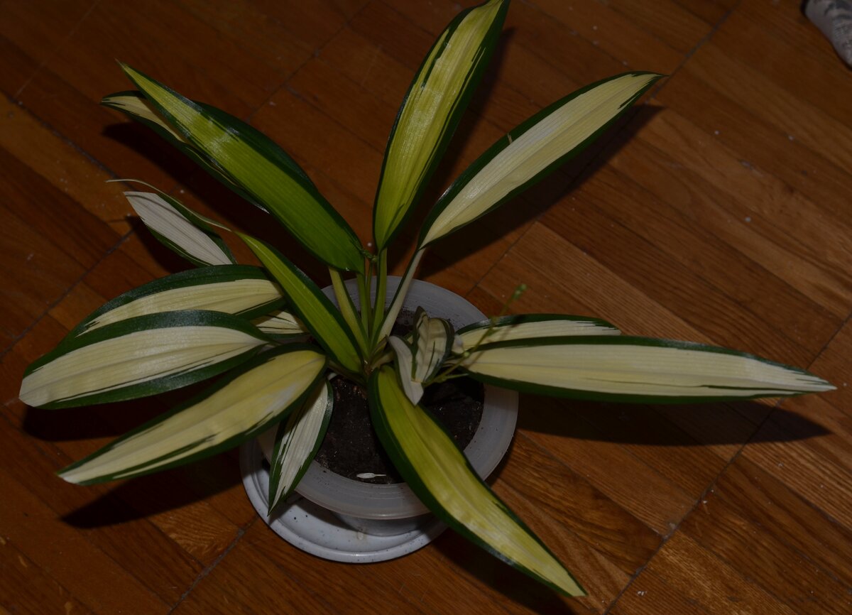 Chlorophytum SP Charlotte