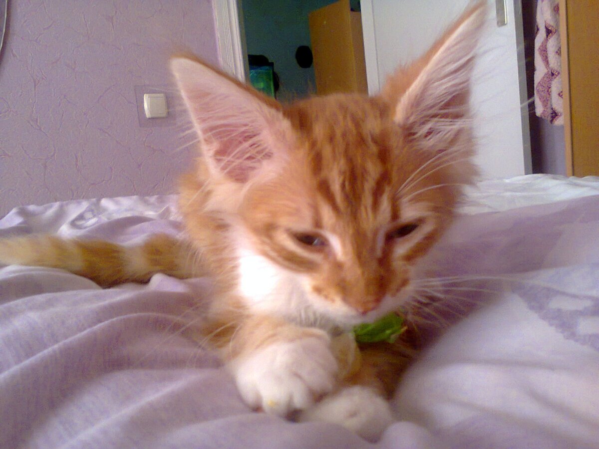 Симба младший котик