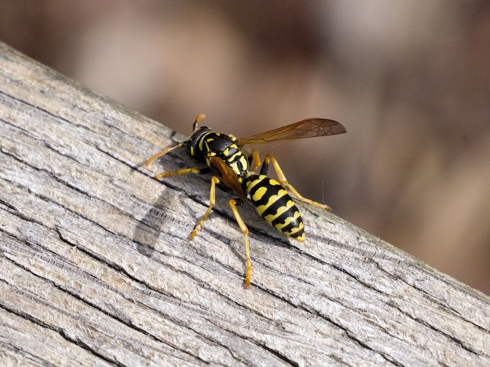 Осы это. Wasp насекомое. Wasp Оса. Оса пелопей. Пелопей обыкновенный.