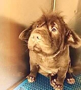 Знакомые завели собаку, помесь английского бульдога незнамо с чем. Довольно забавная на вид, но с серьезным дефектом. Из-за укороченной носоглотки, доставшейся по бульдожьей линии, но с вполне нормальными физиономией и шеей, доставшейся от незнамо кого, песик вместо привычных гав-гав, издавал звуки похожие на слоги: «ма», «да», «на». 
Но со временем дефект превратился в интересные способности, пес научился довольно внятно, для собаки, естественно, произносить «да», а затем вообще слово «мама», чем очень забавлял всех знакомых. 
Однажды, когда знакомая выгуливали Робина, так назвали собаку, появился тип с собакой. Самодовольный, с вычурными манерами, не очень приятный, с короткошерстным колли на поводке, который был прекрасно натренирован. Он легко и безукоризненно исполнял все эти собачьи упражнения: брал барьеры, бегал по бревну и тому подобное. Устав от игр, незнакомец заговорил. Охарактеризовал своего питомца, как лучшего в стране, благодаря себе, естественно. Себя назвал гением дрессировки и собаководства. 
После чего высокомерно оглядев пса знакомой пренебрежительно заключил: 
- А у вас непонятная помесь. Глупее псов не бывает. 
Знакомая перечить не стала. И посмотрев на Робина произнесла: 
- Да, глупее не бывает. Правда, Робин? 
Пес поднял грустные глаза и четко ответил: 
- Да, мама, - и виновато опустил голову. 
- Ничего, не расстраивайся, - подбодрила его знакомая и они пошли в сторону дома. 
А гений дрессировки еще долго стоял с открытым ртом и вытаращенными глазами. 
