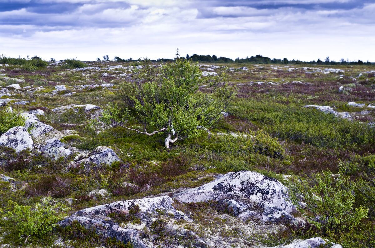 Каменистая осыпь