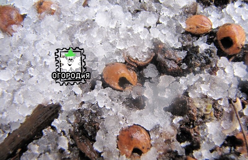 1 декабря 2019, очередной клад неведомого существа, чаще это кучки 