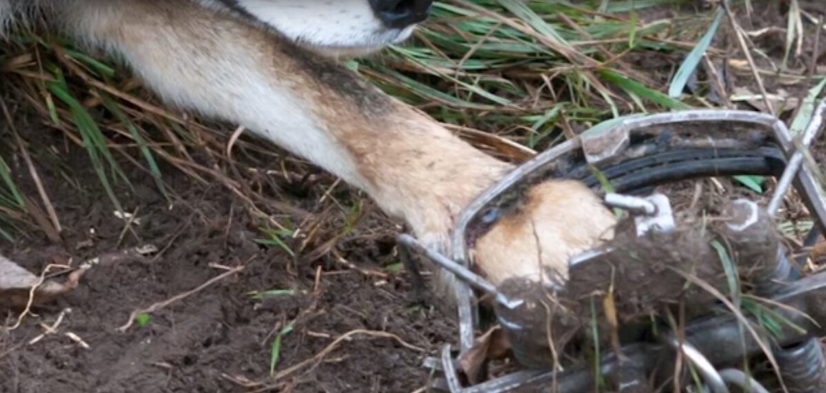 Материал взят https://pixabay.com