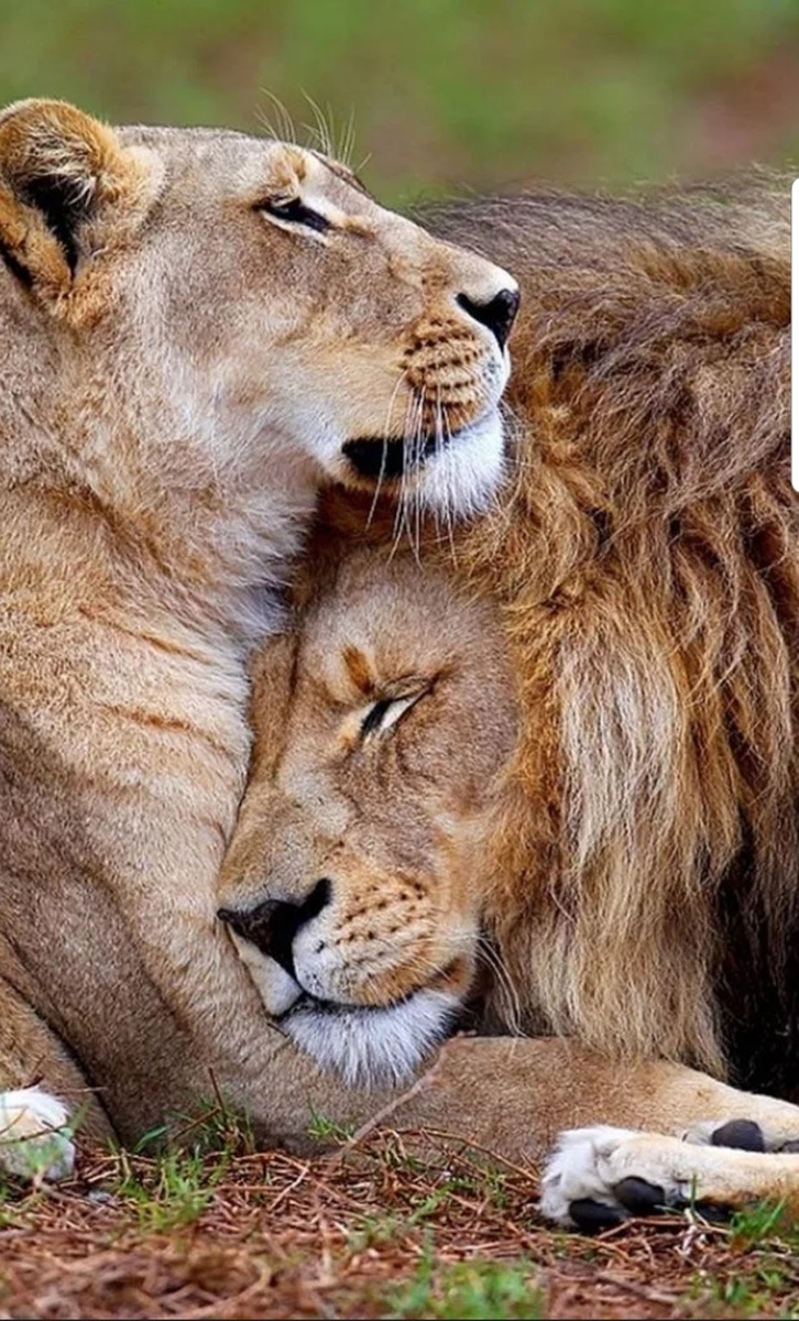 Источник: plus.google.cory