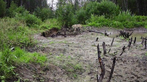 Волчица в лесу.