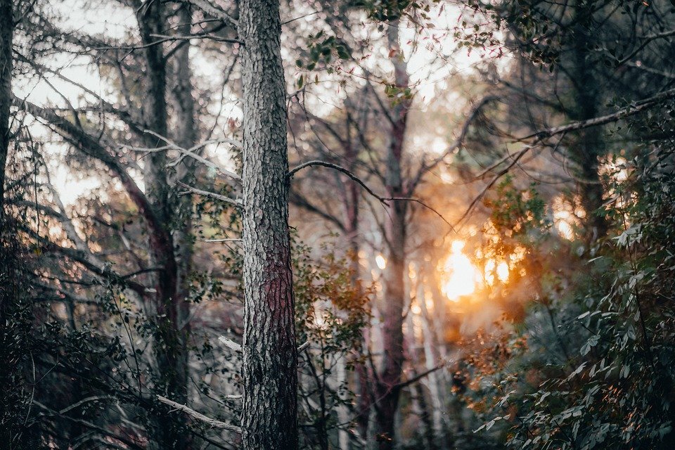 Источник:  pixabay.com/