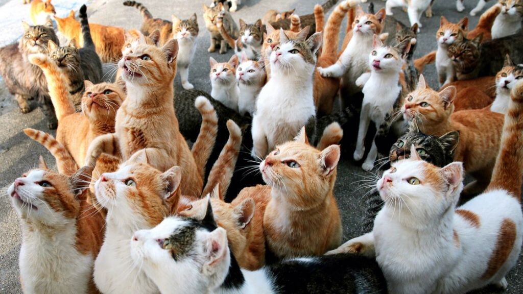 Котики