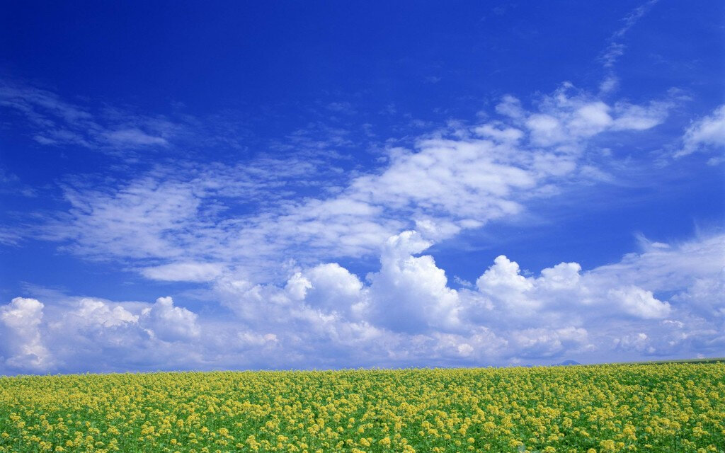 Картинка из интернета. Открытый источник.