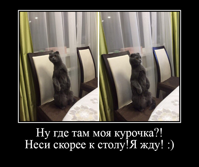 В нашей семье культура и воспитание превыше всего! Даже хозяин питается со мной за одним столом. Ну а что такого? Места всем хватит :)