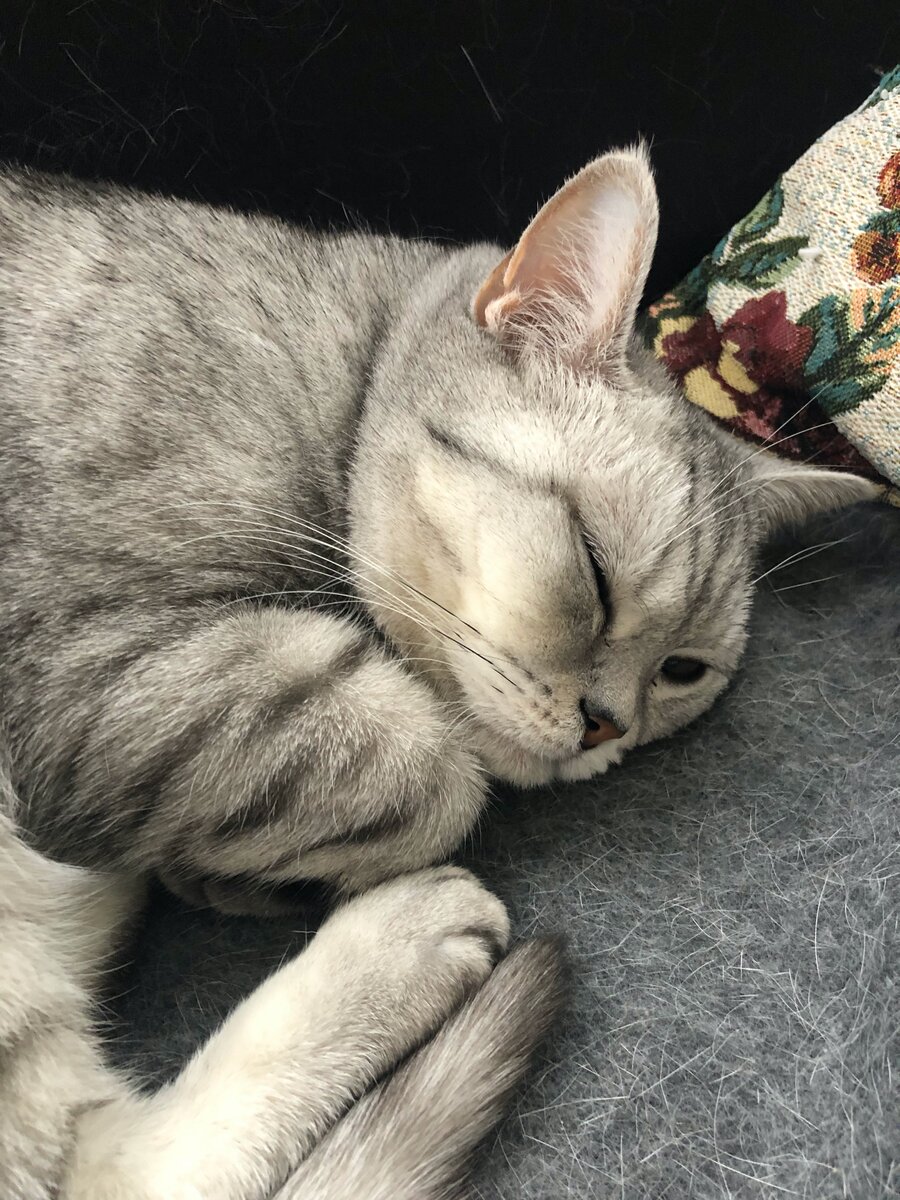 Чуткий сон Луночки 