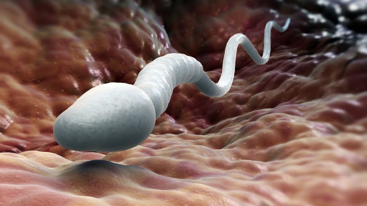 Интересные факты о сперме: как выбор трусов влияет на ее качество