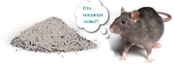 Как вывести мышей навсегда. Средства от крыс и мышей в частном доме. зола от мышей. зола от мышей в доме. крысы в частном доме.