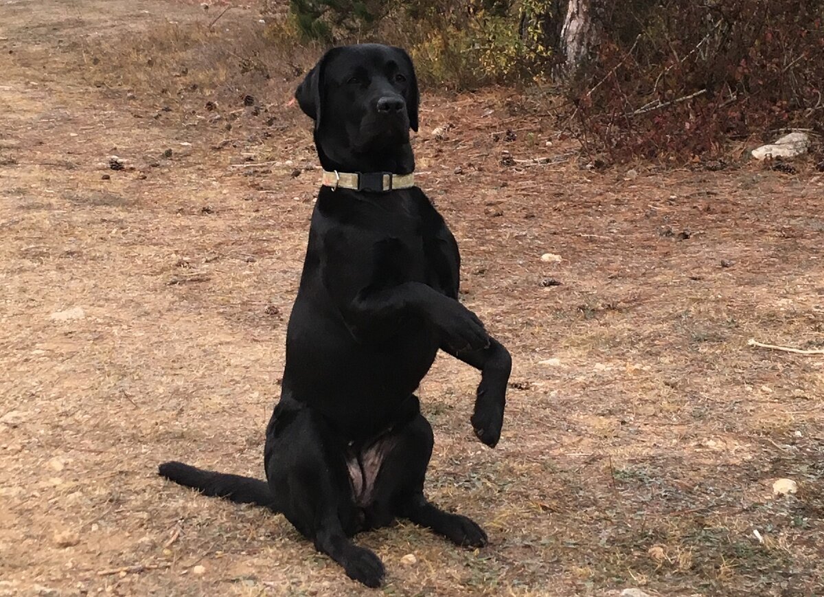 Вега показывает зайку