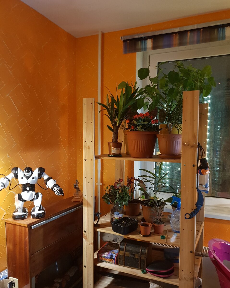 не поверите, куст на заднем плане это Рождественская звезда, Пуансетия, целое дерево за год выросло )