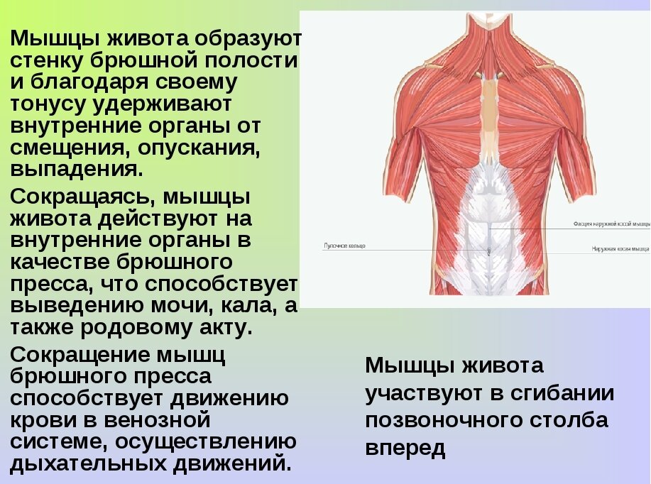 У мышц живота множество функций