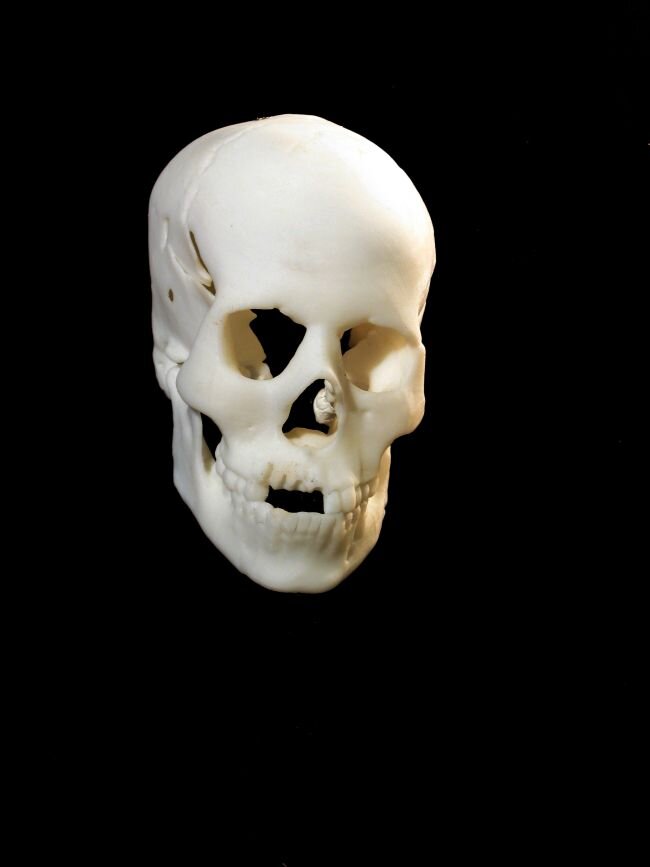 Пластиковый 3-D-печатный череп, созданный на основе сканирования оригинальных костей, найденных в Греции.