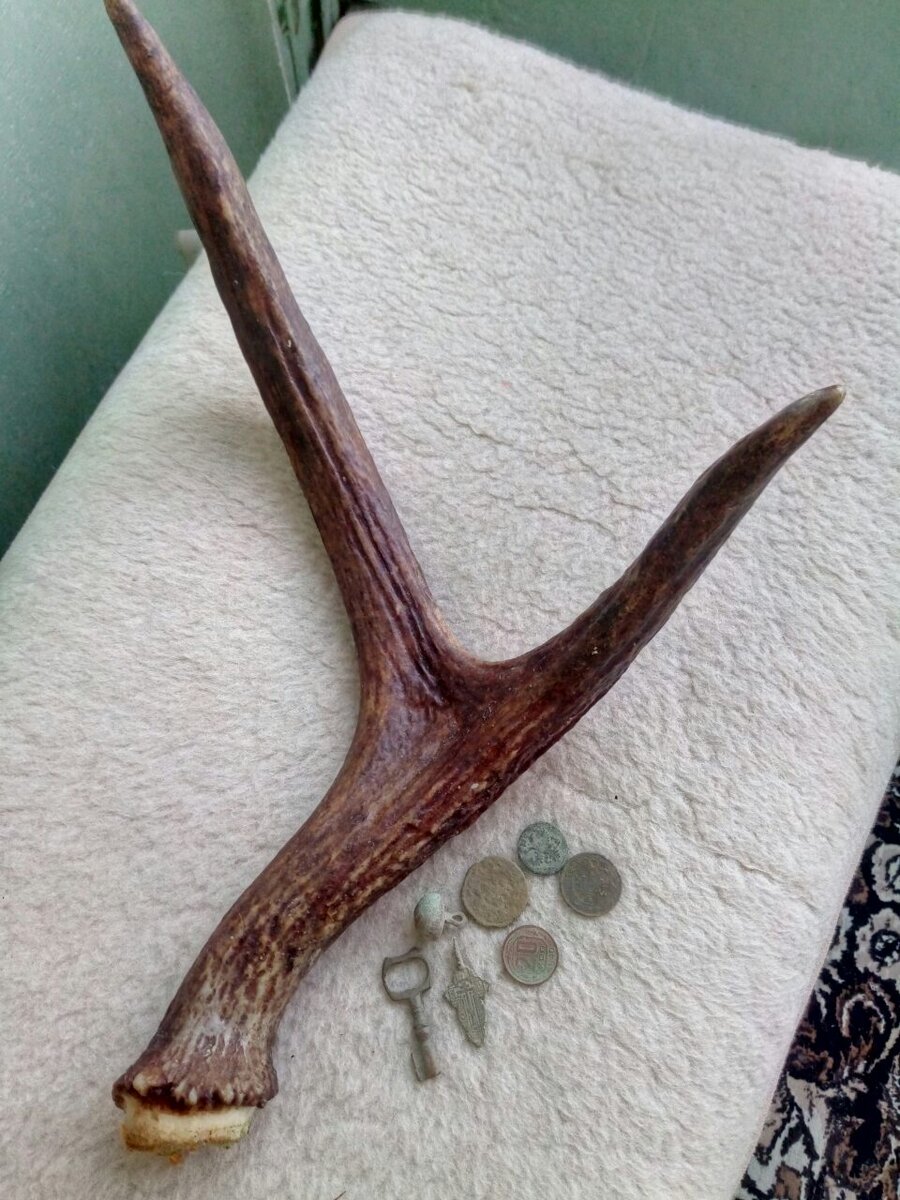 молодые рога лося