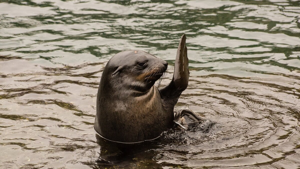 Hello friends! :D